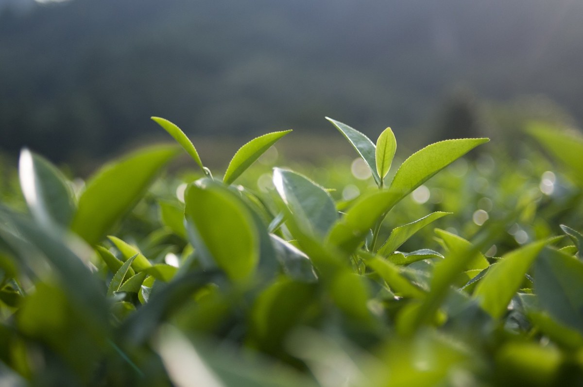 茶叶质量与清静测试效劳-效劳规模-888电子